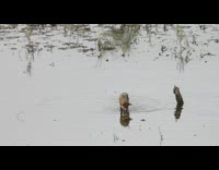 Coyote catches and carries fish from river