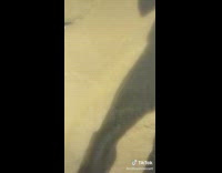 Woman pets fish carps in the river 