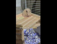 Collab KaleSaladIG - Hamster inside cage has very big balls 