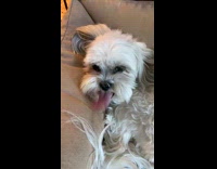 Hairy white dog long tongue lick pillow