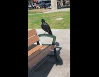 Large crows on bench park Alaska pole
