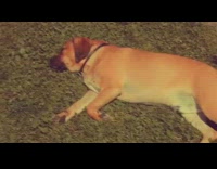 music montage of dogs laying down and walking around