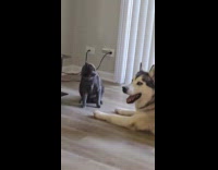 Gray cat head sideways meowing at dog 