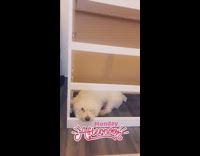 Small white dog dresser no drawers 