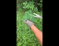 Snake caught on net rescued by grandmother