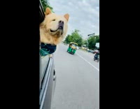 Dog sticks head out car window rickshaw 