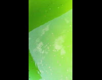 Lots of tadpoles swim in green water