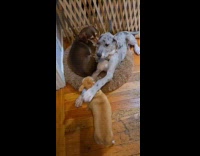 Dog annoys merle puppy 