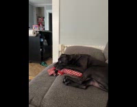 Dog lays on couch bites red toy