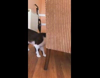 Black cat plays with red blue toy 