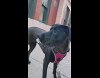 Black dog on walk has pacifier 