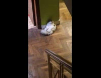 Cat lie down and stairs below stairs