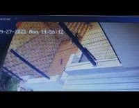 Retainer wall falls down near the owner and the dog