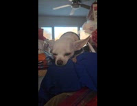 Woman shows two dogs with different personalities