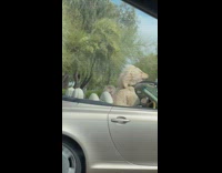 Poodle dog in car with wind blowing fur backwards 
