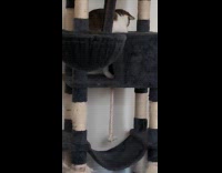 Cat chase tail falls on tree hole