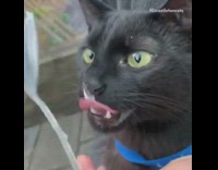 Black cat blue collar licks yogurt spoon