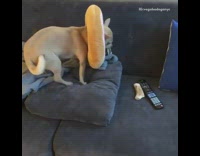 Dog eats bone donut around head