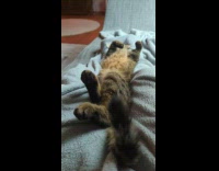 Asleep Cat on Bed Twitches Paws and Tail