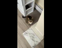 Cat ran out of dry food 