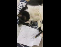 Cat Lays on Bed and Draws on Paper