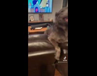 Happy brown dog on leather couch 