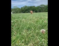 Brown dog  in red bandana runs towards camera across meadow