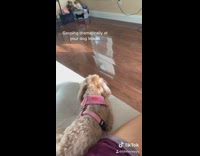 Dramatic gasp scares dog