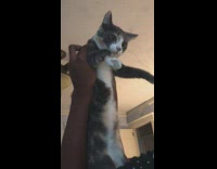 Submitter Holds Cat as They Vibe on Music