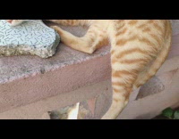 Cat laying on balcony with head resting on flat plate rock with leaf on its head