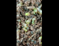 Collab DailyDoseOfInternet - Small baby green snails come out of their shell