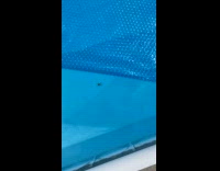 Spider swims with babies at swimming pool