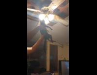 Man carries cat to lamp chase moths
