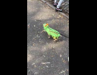 Dog wear caterpillar costume walk at park