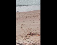 Boy goes down beach hill and does scorpion 