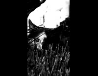 Collab PLC - Cat on grass black and white filter