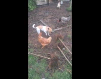 Dog plays with chickens at the backyard