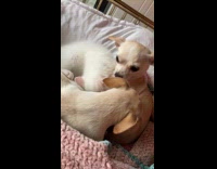 Dog getting lick by puppy and kitten