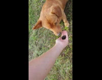 Dog shakes head at caterpillars 