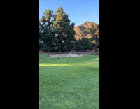 Falcon lands holds a snake on claws part 1