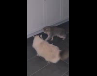 Collab DailyDoseOfInternet - Cat scared and hits head on wall