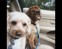 Brown Talking Dog In Car Offended By Being Left at Groomers