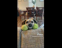 Dog smiling with tennis balls in mouth