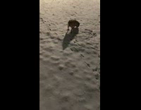 Collab BitchMP - Small dog leaves trail in sand