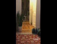 Black and White Cat Fetches Ball on Wood Floor