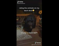 Black bear backyard rating