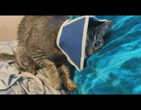 Grey brown cat kneads blue blanket cone 