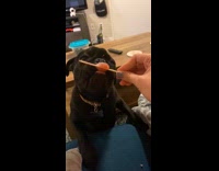 Black pug dog eats rest of popsicle 