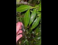 Person crush leaf shaped ice from plant