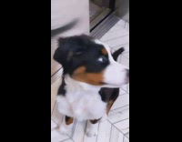 Black brown white dog sits in elevator 